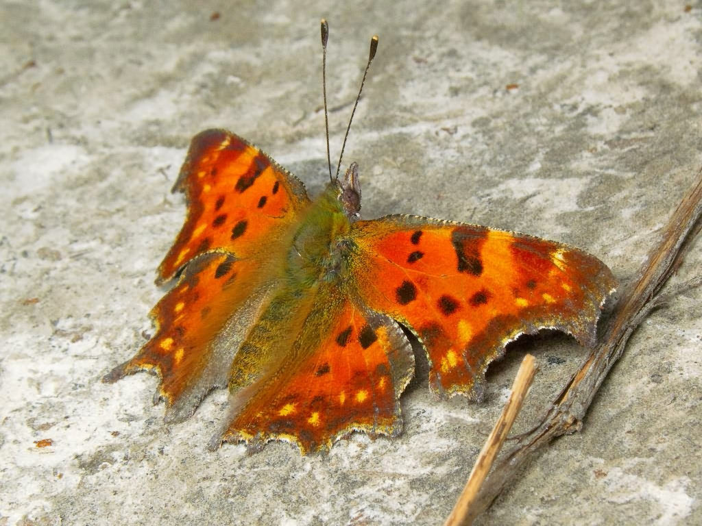 Polygonia c-album (Linnaeus, 1758)